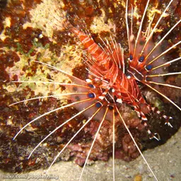 Antennata Lionfish, photo 3