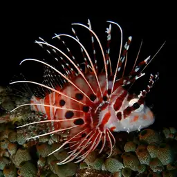 Antennata Lionfish, photo 4