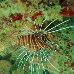 Antennata Lionfish, photo 5