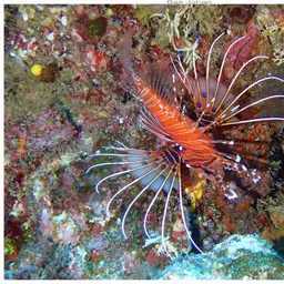 Antennata Lionfish, photo 6