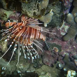 Antennata Lionfish, photo 8