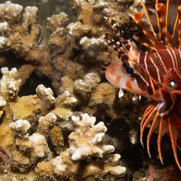 Antennata Lionfish, photo 9