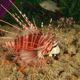 Antennata Lionfish, photo 10