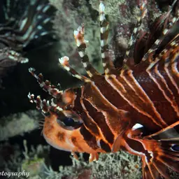 Antennata Lionfish, photo 11