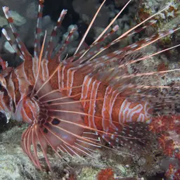 Antennata Lionfish, photo 12