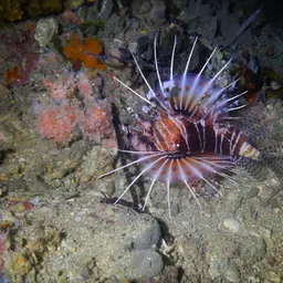 African Lionfish
