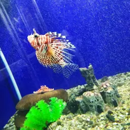 African Lionfish, photo 2