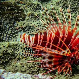 African Lionfish, photo 3