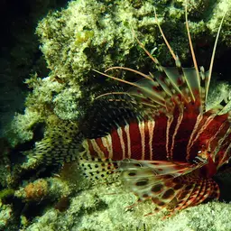 African Lionfish, photo 4