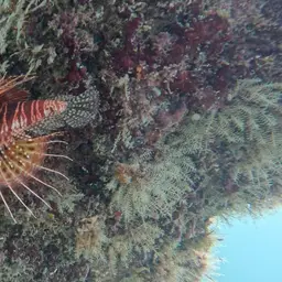African Lionfish, photo 5