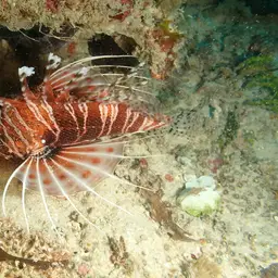 African Lionfish, photo 6