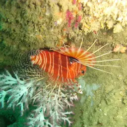 African Lionfish, photo 7