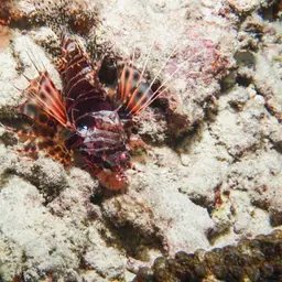 African Lionfish, photo 8