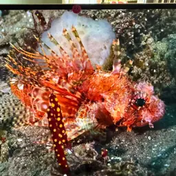 African Lionfish, photo 9