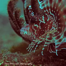 African Lionfish, photo 10