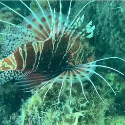African Lionfish, photo 11