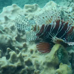 African Lionfish, photo 12