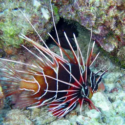 Clearfin Lionfish