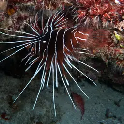 Clearfin Lionfish, photo 2