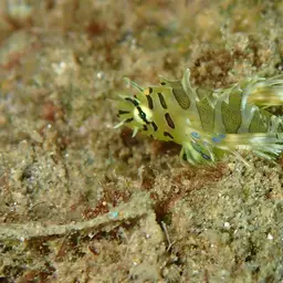 Clearfin Lionfish, photo 3