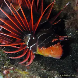 Clearfin Lionfish, photo 4
