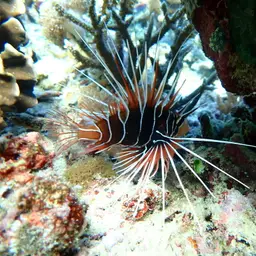 Clearfin Lionfish, photo 5