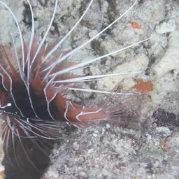 Clearfin Lionfish, photo 6