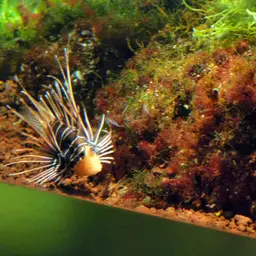 Clearfin Lionfish, photo 7