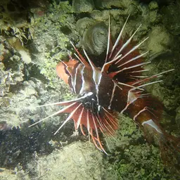 Clearfin Lionfish, photo 8