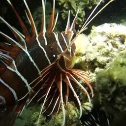 Clearfin Lionfish, photo 9