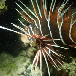 Clearfin Lionfish, photo 10