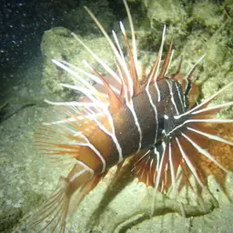 Clearfin Lionfish, photo 11
