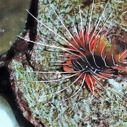 Clearfin Lionfish, photo 12
