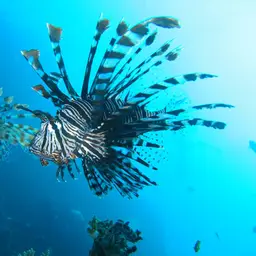 Lionfish