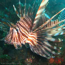 Lionfish, photo 2