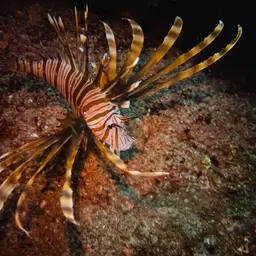 Lionfish, photo 4