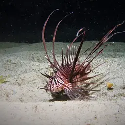 Lionfish, photo 6