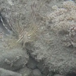 Lionfish, photo 7