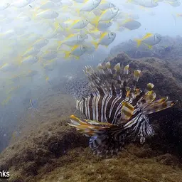 Lionfish, photo 8