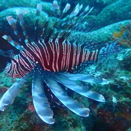 Lionfish, photo 9