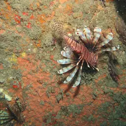 Lionfish, photo 10