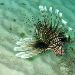 Lionfish, photo 11