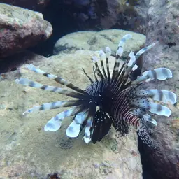 Lionfish, photo 12