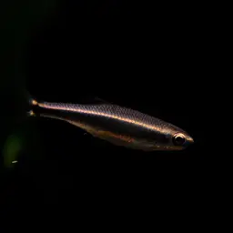 Apalachee Shiner