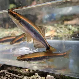Apalachee Shiner, photo 2