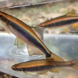 Apalachee Shiner, photo 3