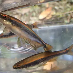 Apalachee Shiner, photo 4