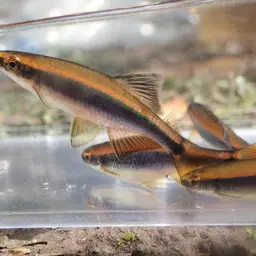 Apalachee Shiner, photo 5