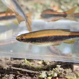Apalachee Shiner, photo 6