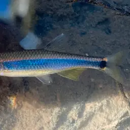 Apalachee Shiner, photo 7